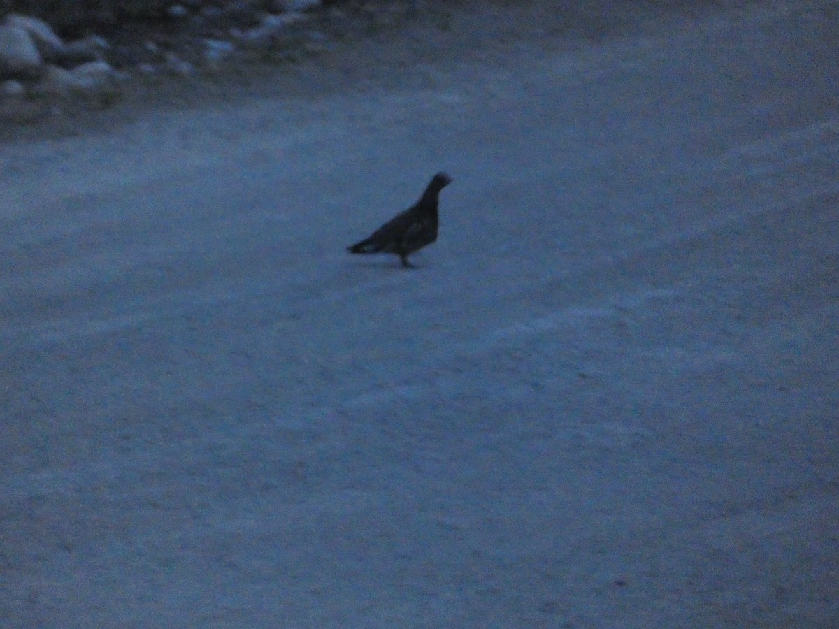 Spruce Grouse - ML338916071