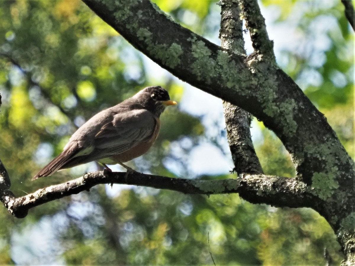 American Robin - ML338916191