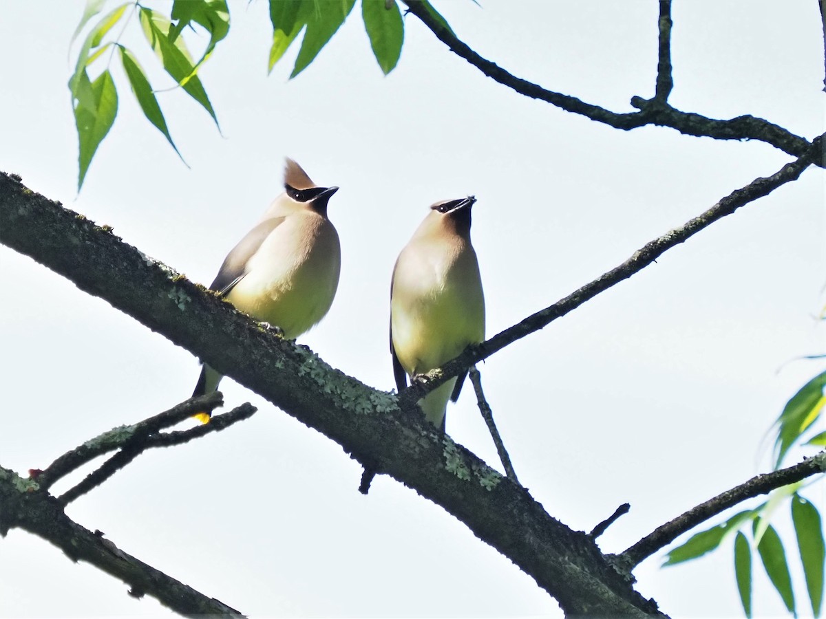 Cedar Waxwing - ML338916461