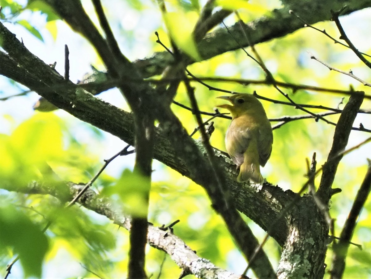 Summer Tanager - ML338916621