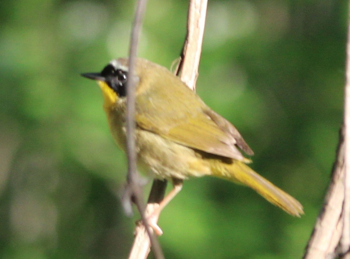 Common Yellowthroat - ML338918591