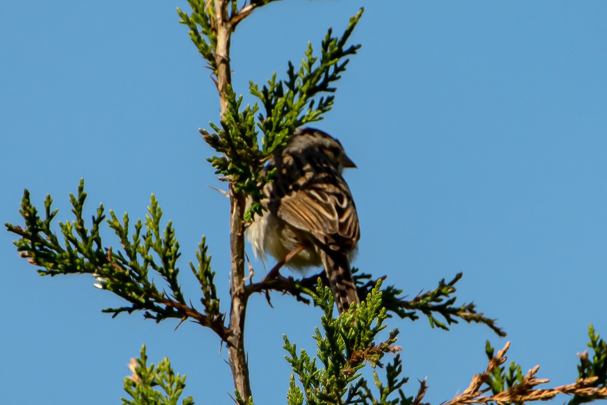 Clay-colored Sparrow - ML338920031