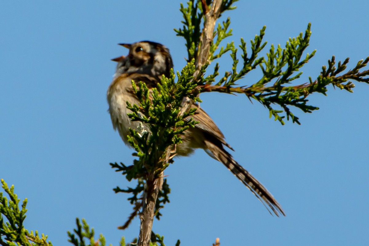 Clay-colored Sparrow - ML338920051