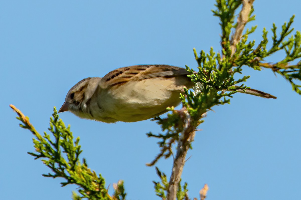 Clay-colored Sparrow - ML338920061