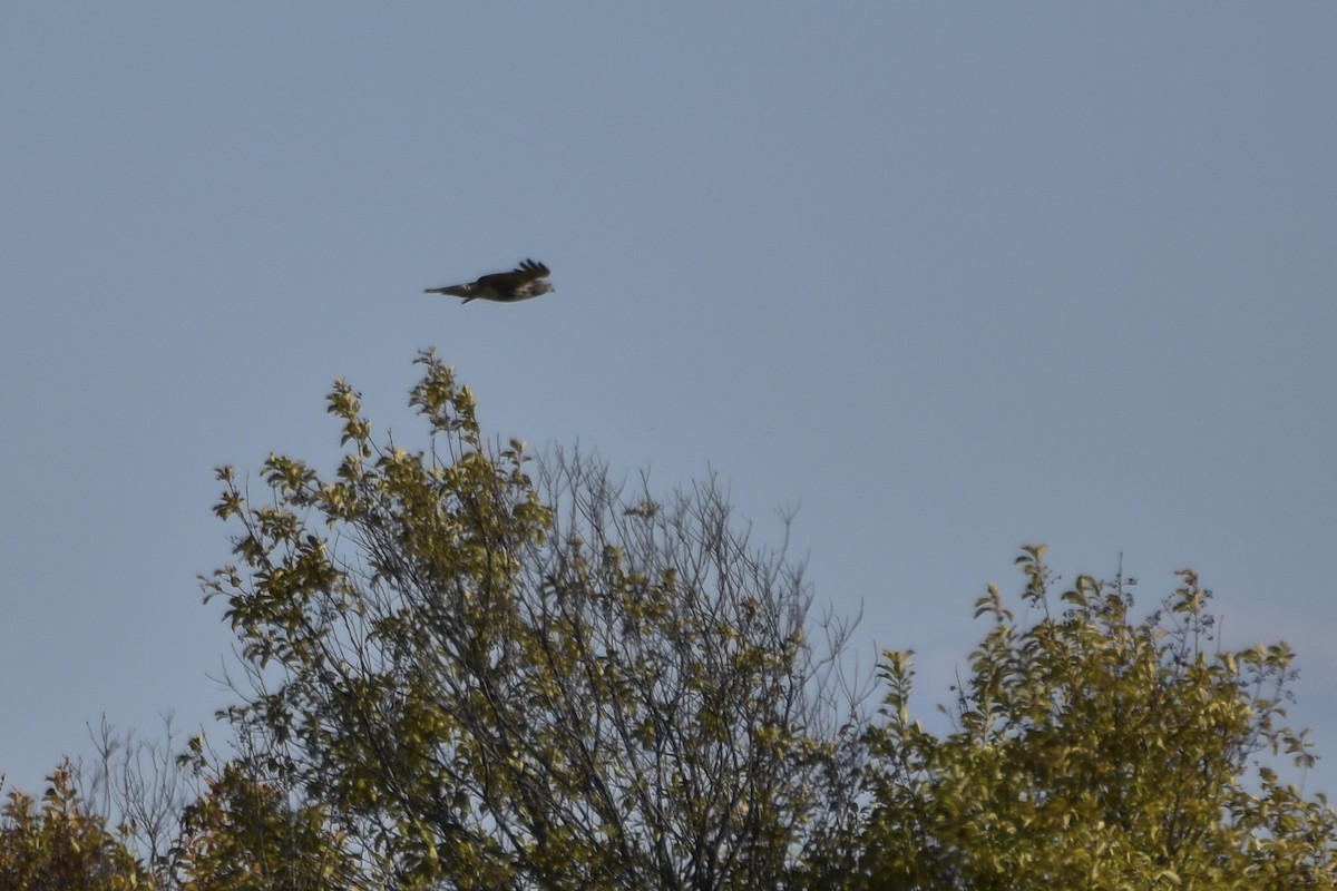 Red-tailed Hawk - ML338921321