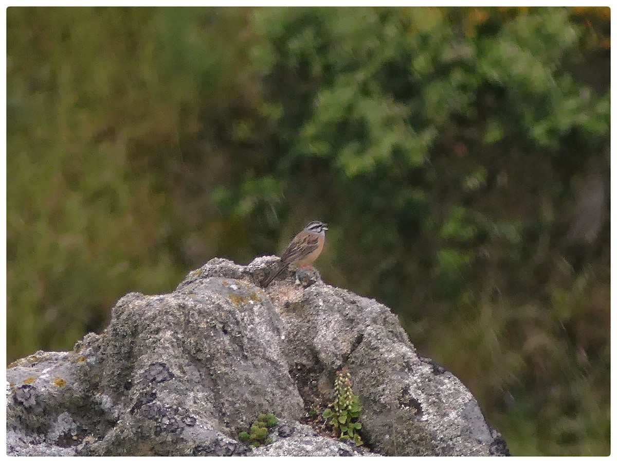 Rock Bunting - ML338921651