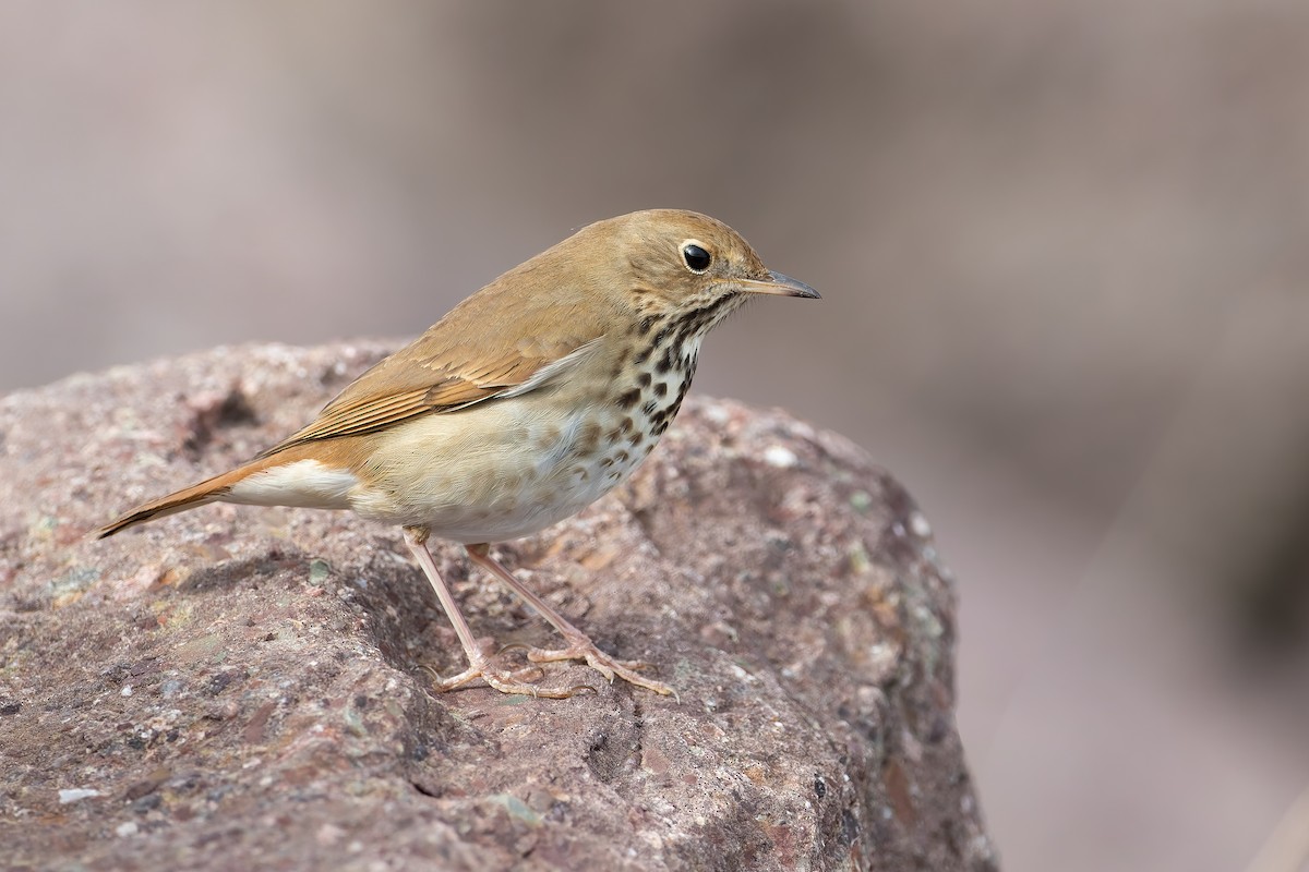 Hermit Thrush - ML338921811