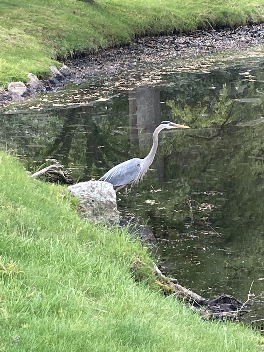 Great Blue Heron - ML338923151