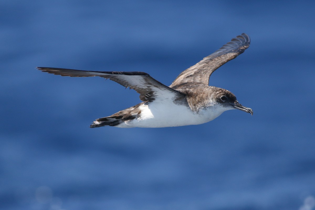 Manx Shearwater - ML338923651