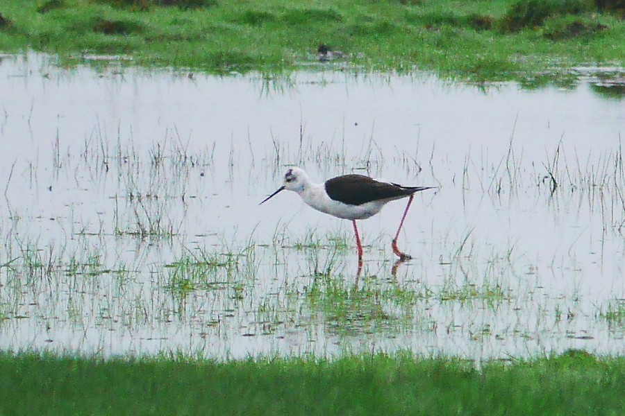 Black-winged Stilt - ML338924011