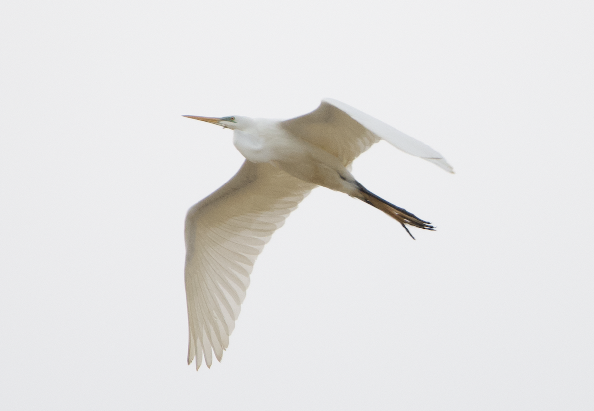 Great Egret - ML338924451