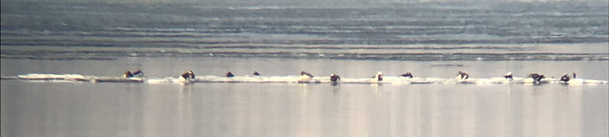 Long-tailed Duck - ML338924461