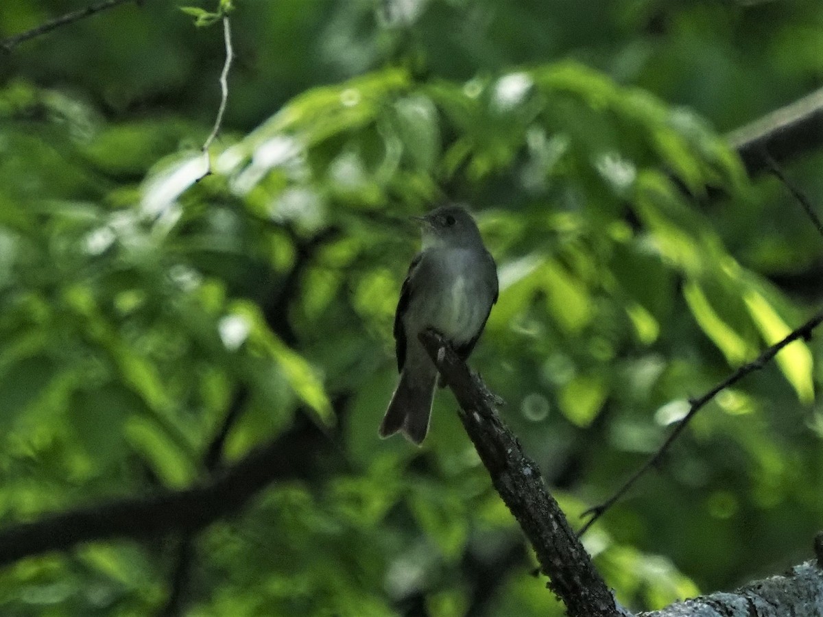 Eastern Wood-Pewee - ML338926381