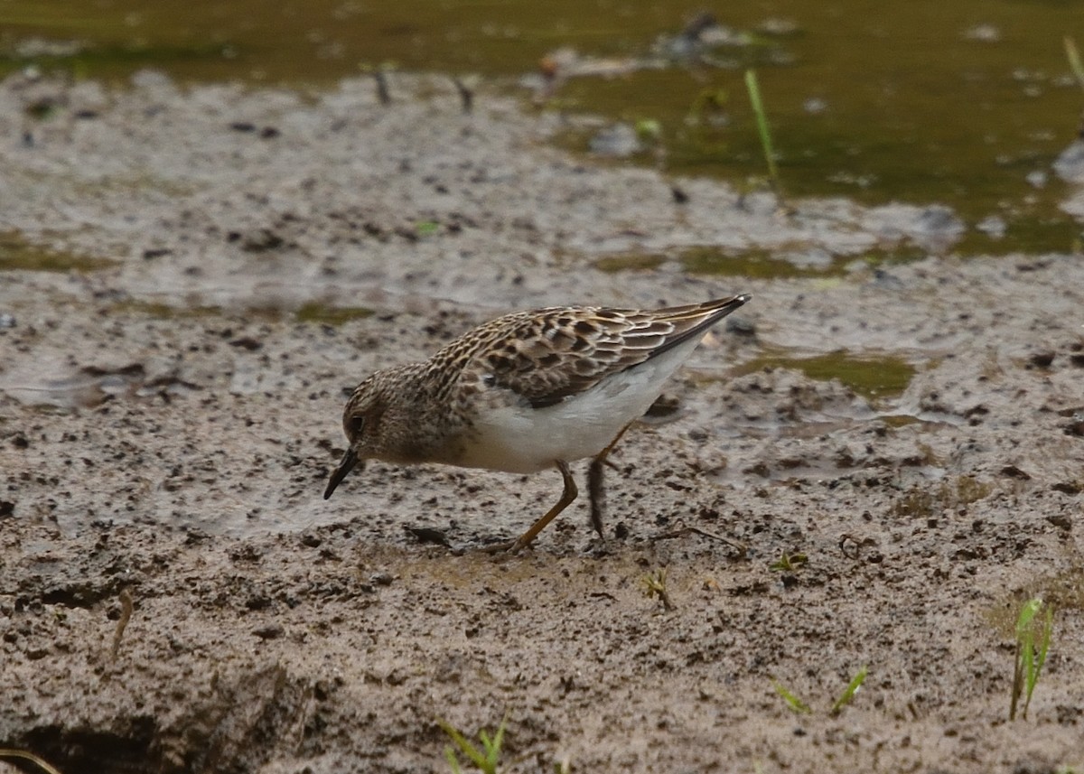 Least Sandpiper - Guy Babineau