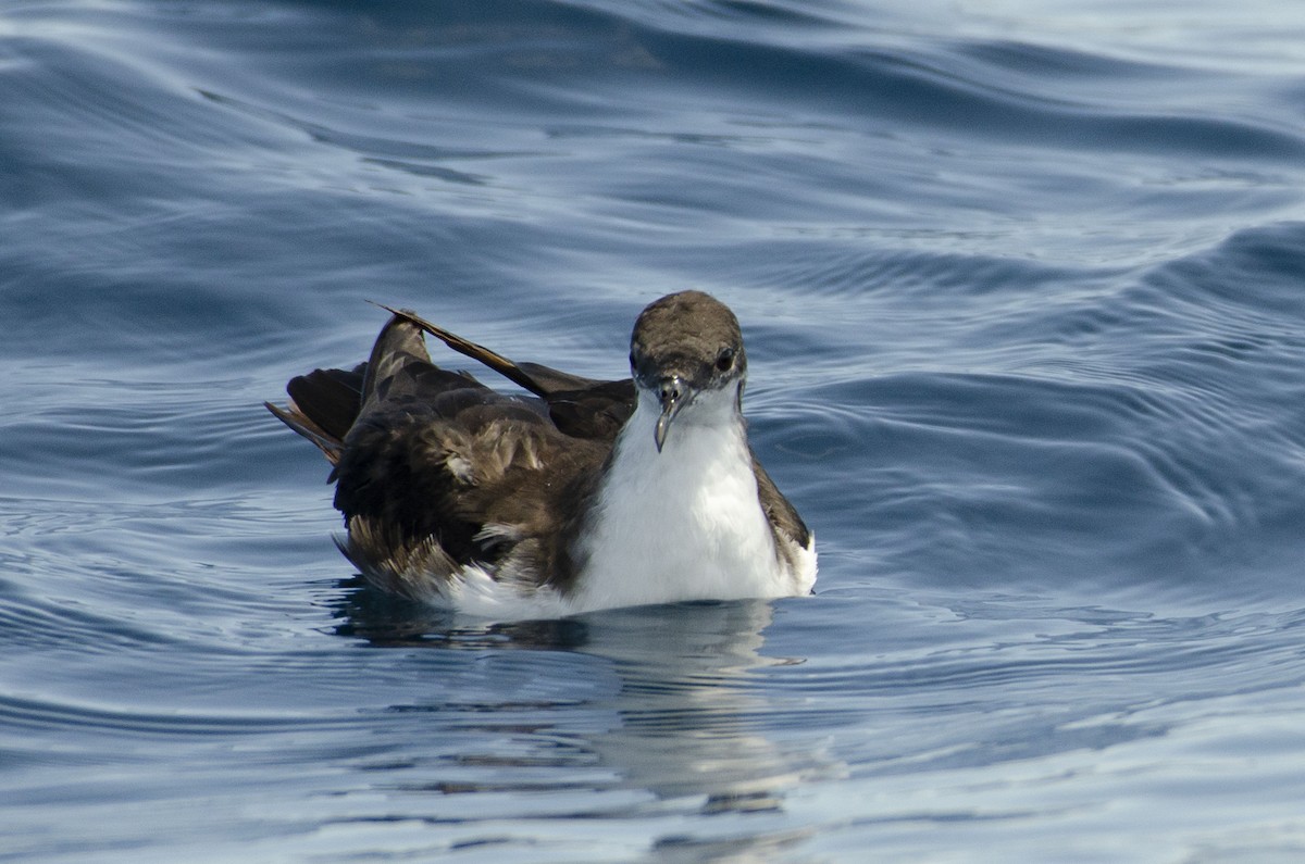 Puffin des Galapagos - ML338928301