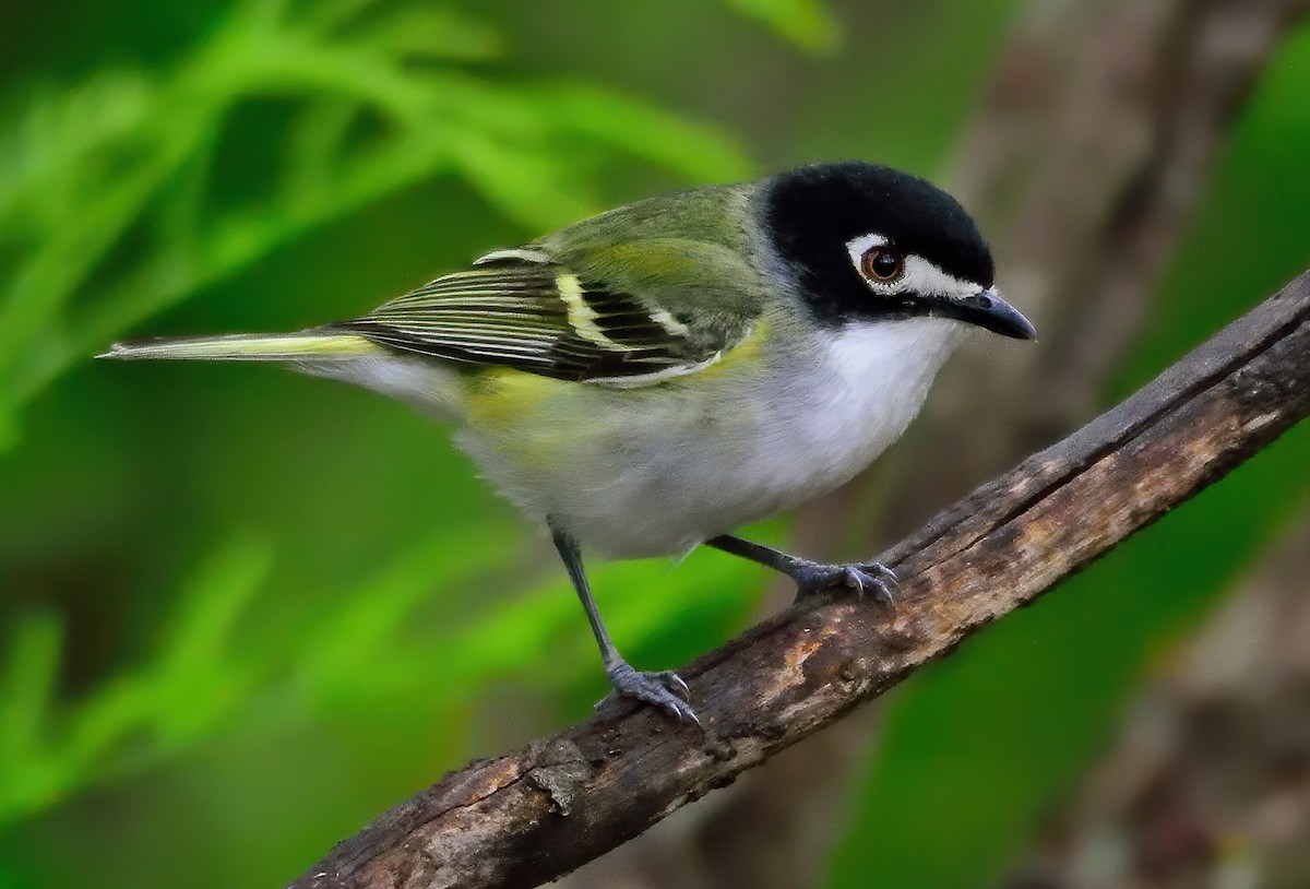 Black-capped Vireo - ML338931581