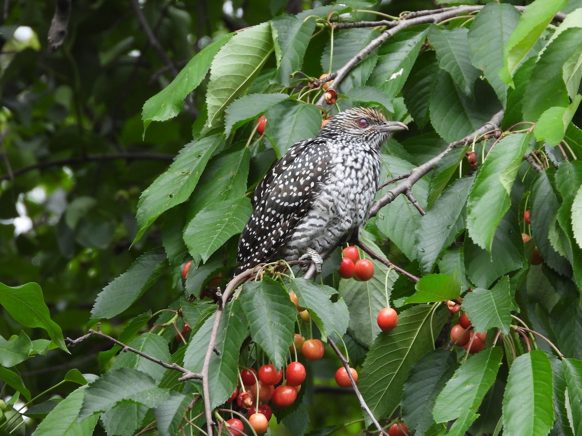 Asian Koel - Ansar Ahmad Bhat