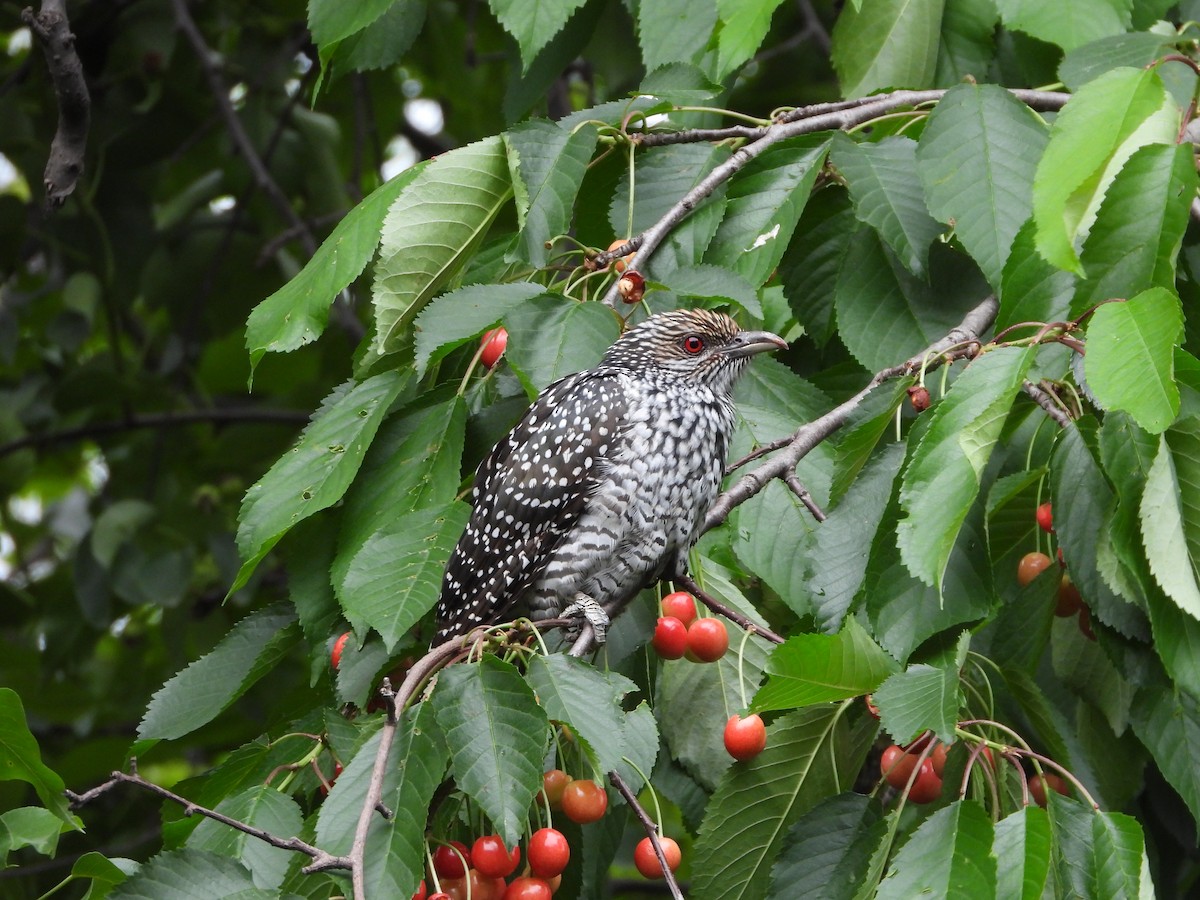 Asian Koel - ML338936271