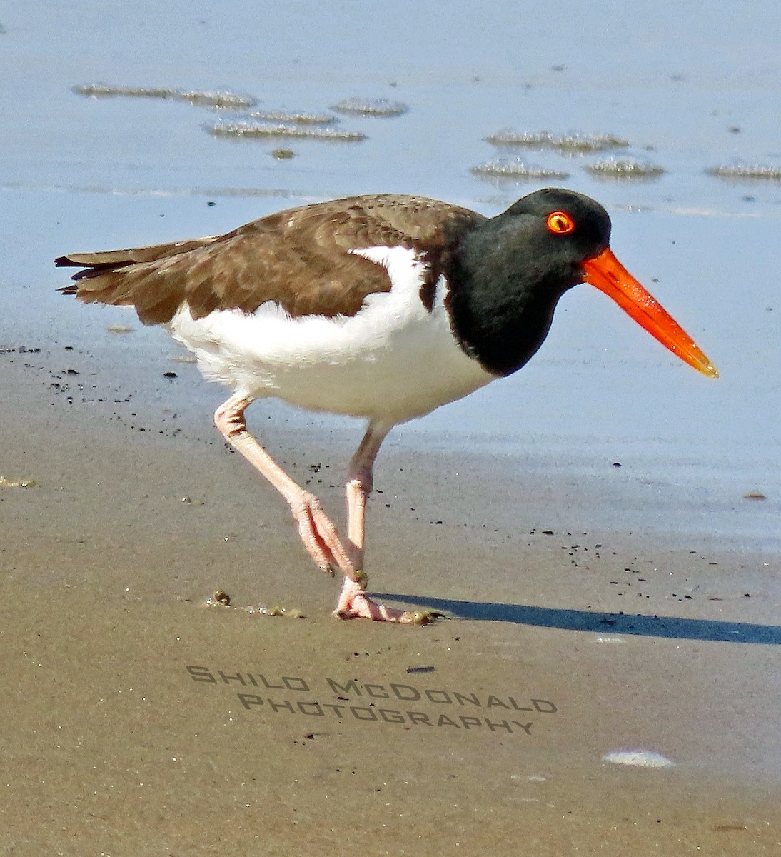 American Oystercatcher - ML338936351