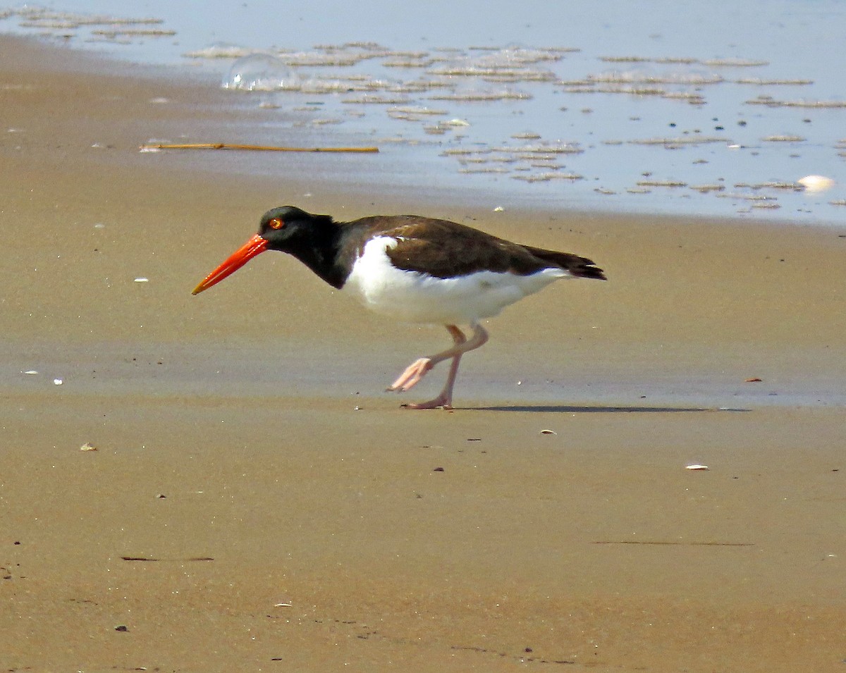 American Oystercatcher - ML338936361