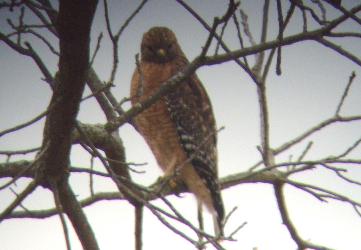 Red-shouldered Hawk - ML33893771
