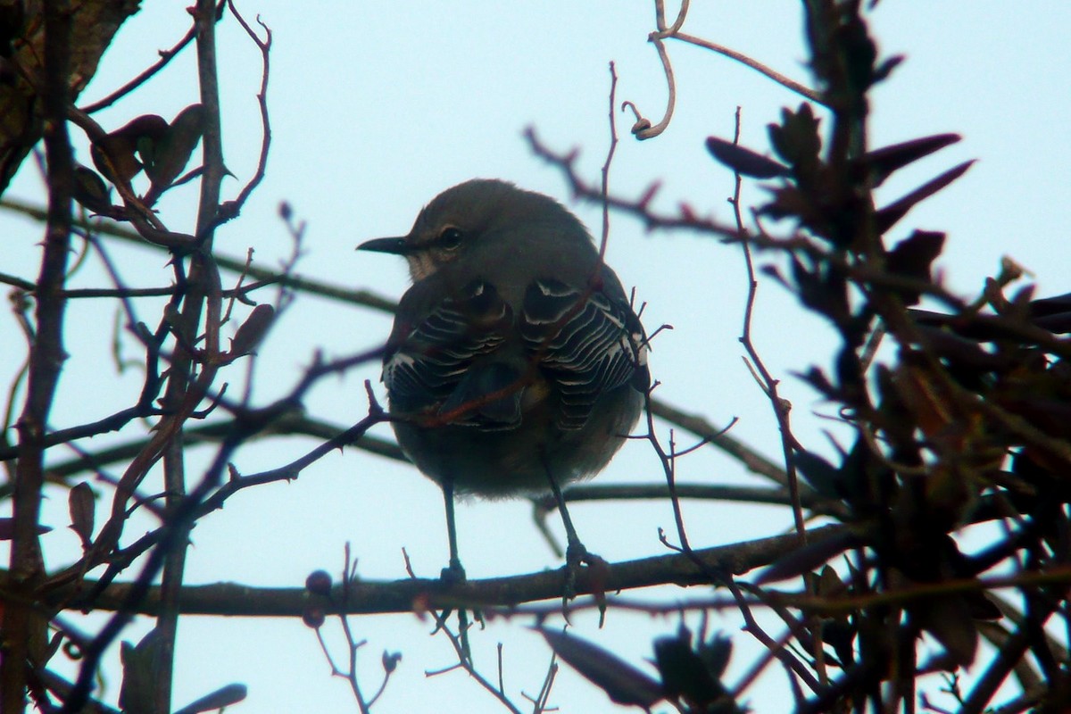 Northern Mockingbird - ML33893871