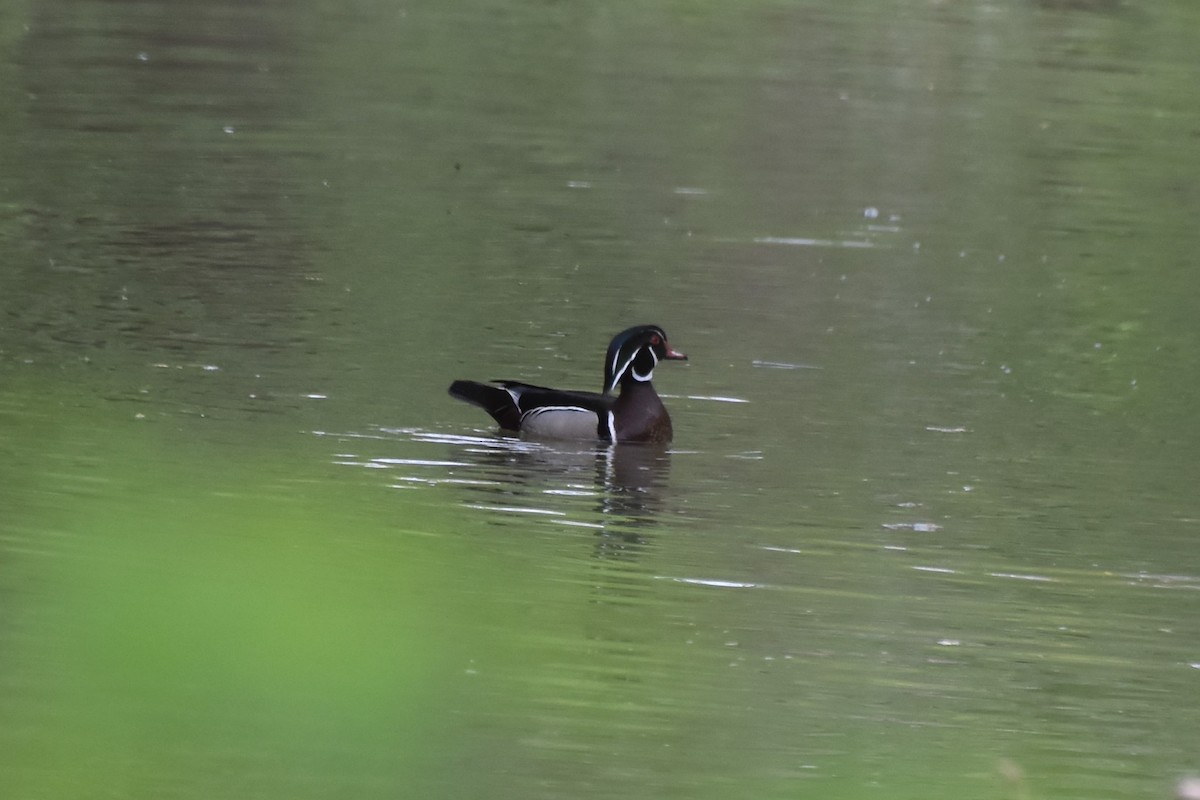Wood Duck - ML338941441