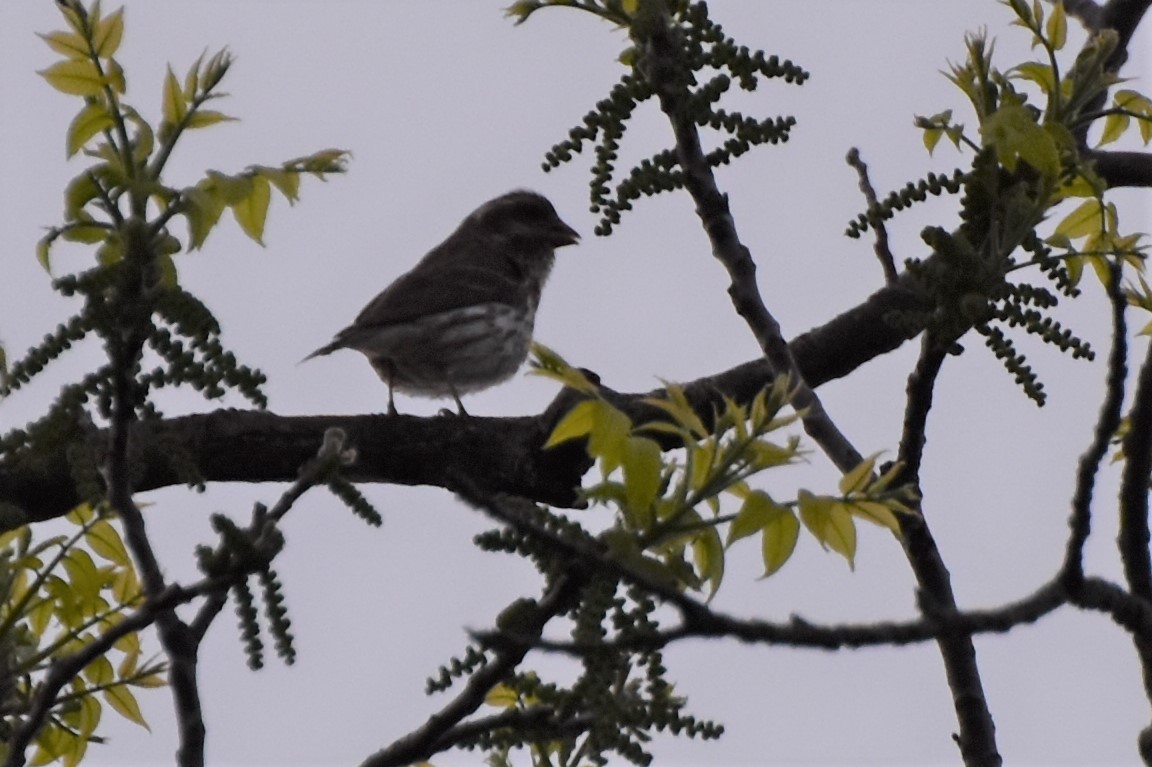 Purple Finch - ML338941501