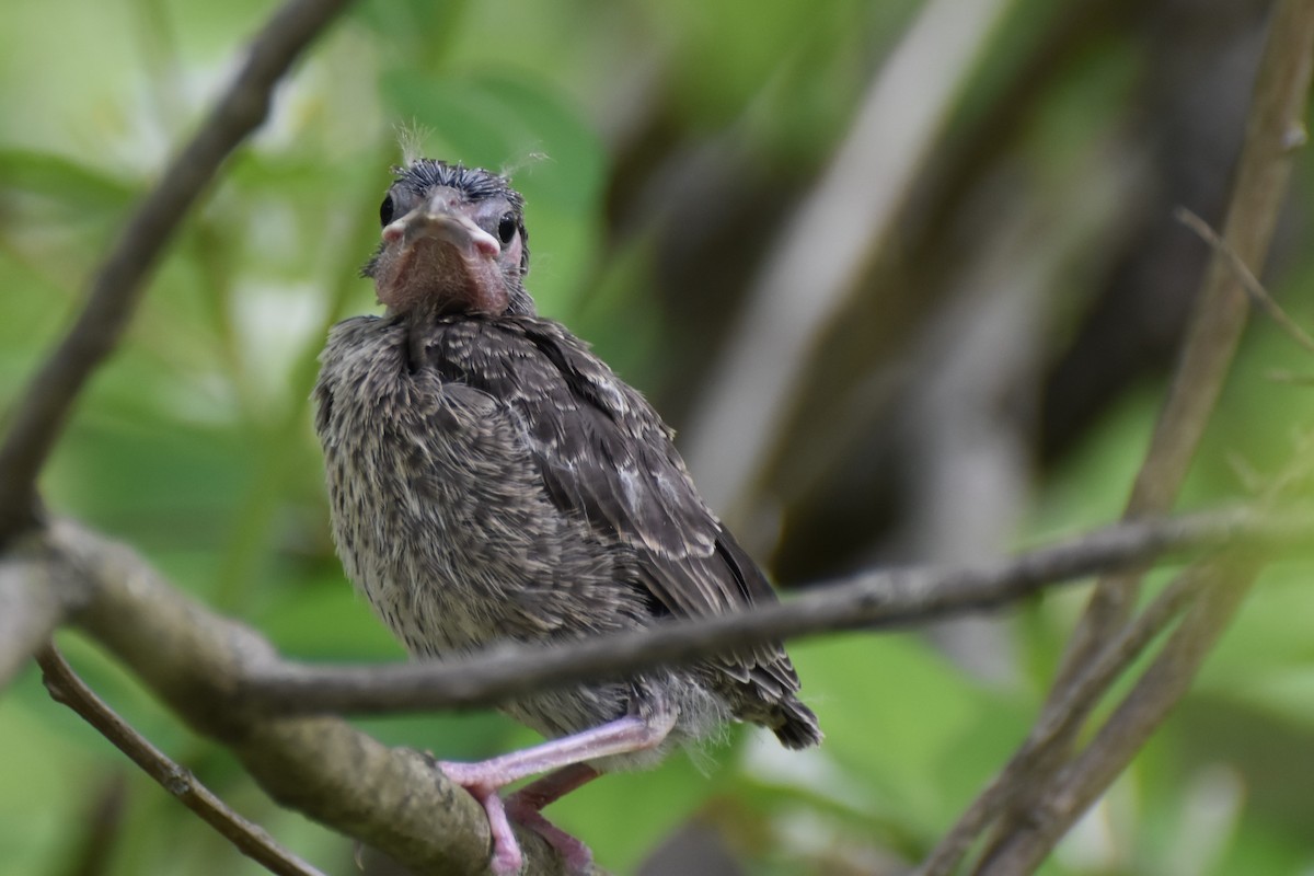 Brown-headed Cowbird - ML338941571