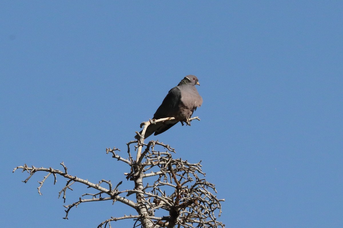 Band-tailed Pigeon - ML338941721