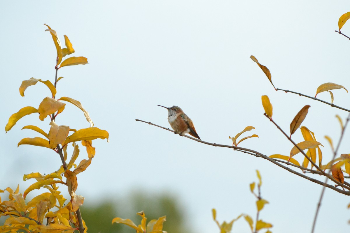 Allen's Hummingbird - Elizabeth McClain