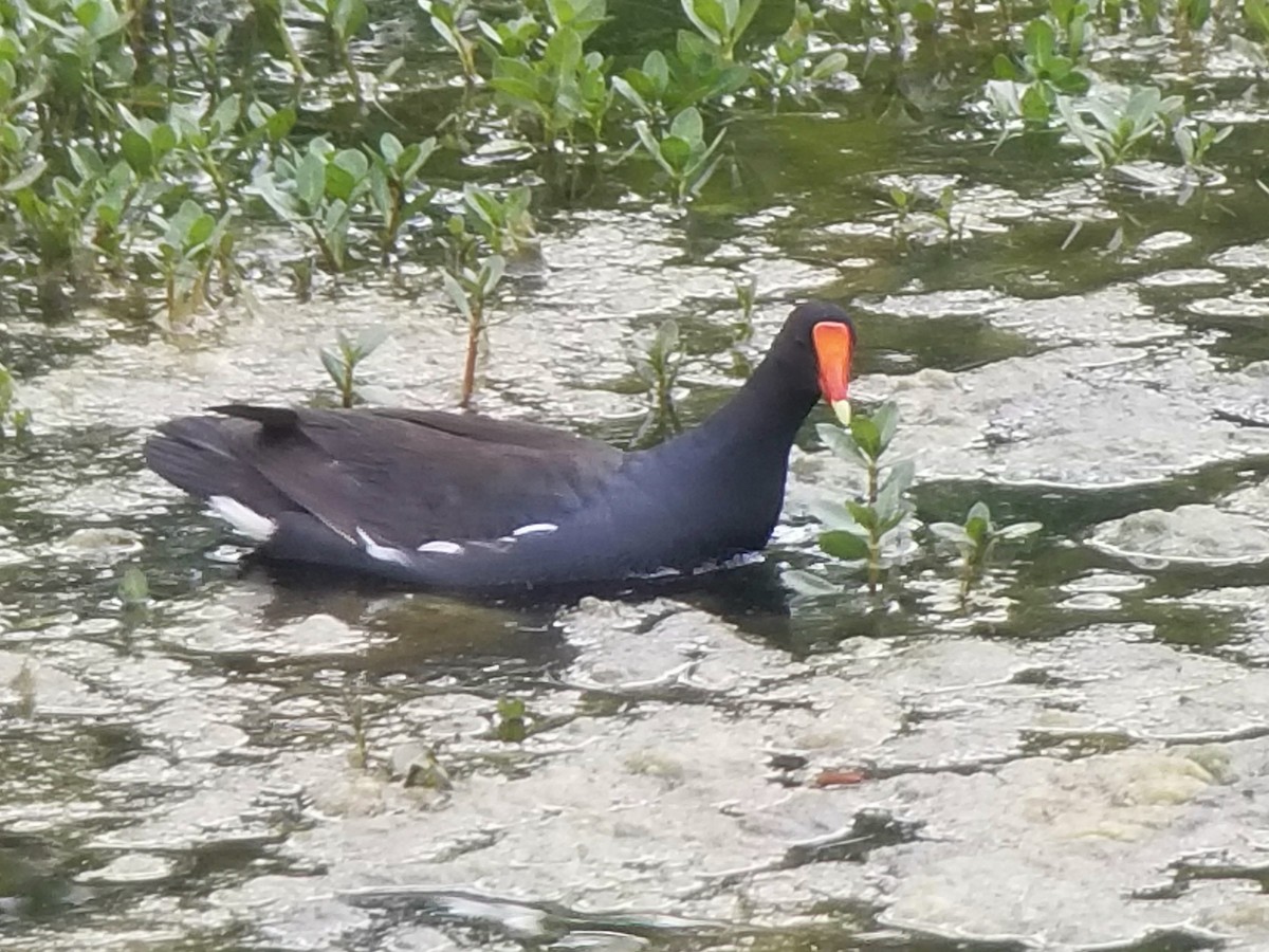 Common Gallinule - ML338943411