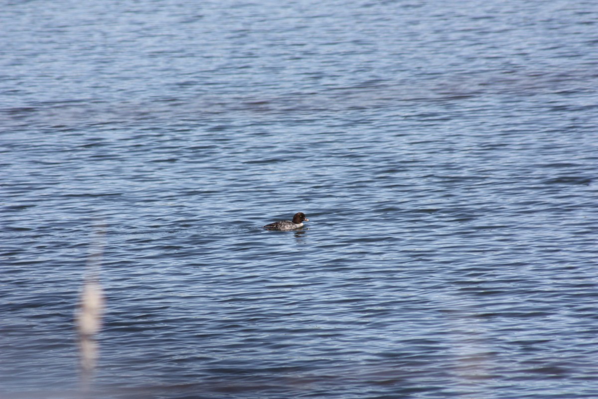 Barrow's Goldeneye - Samantha Getty