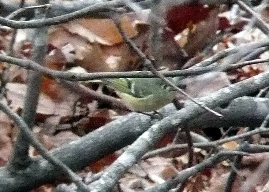 Ruby-crowned Kinglet - ML33894401