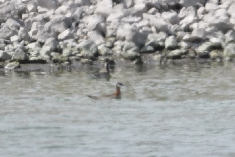 Wilson's Phalarope - ML338946751