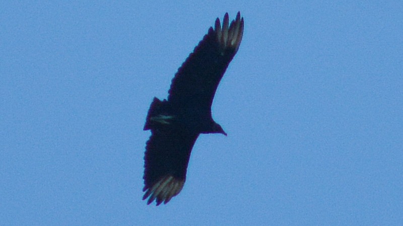 Black Vulture - ML33895061
