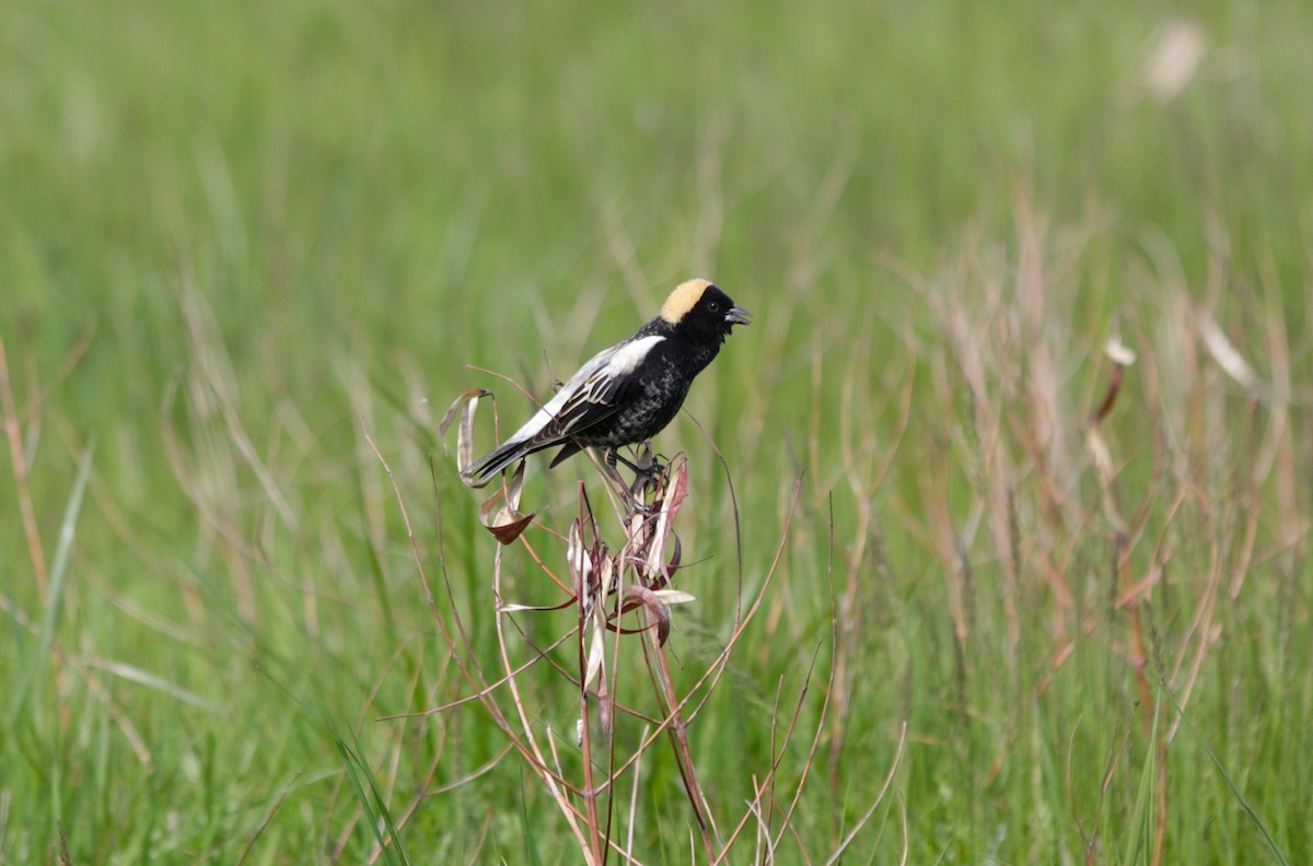 bobolink americký - ML338951081