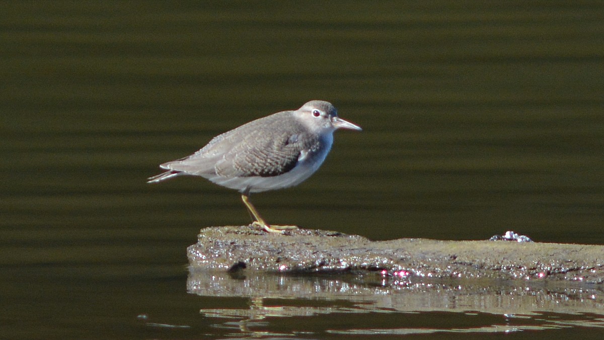 Spotted Sandpiper - ML33895161