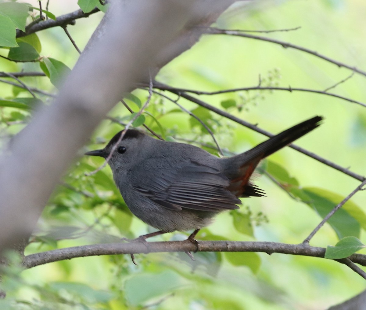 Gray Catbird - ML338953261