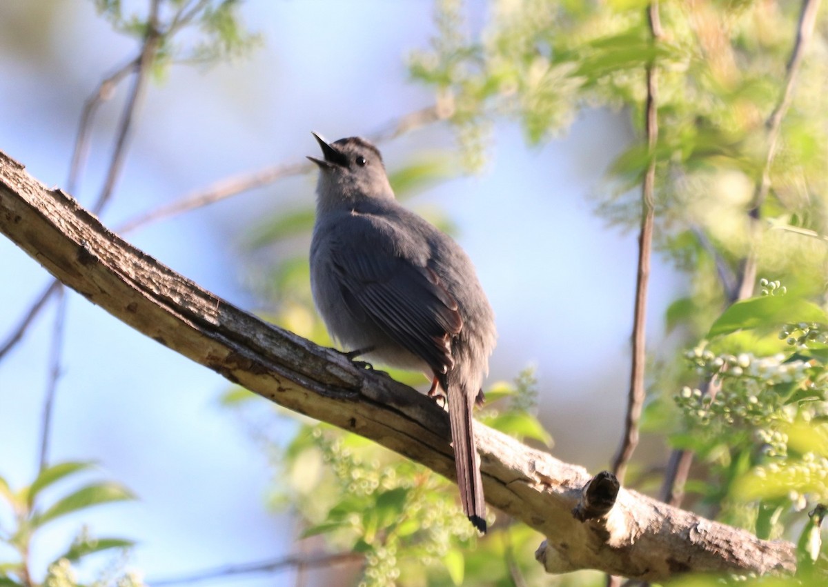 Pájaro Gato Gris - ML338953431