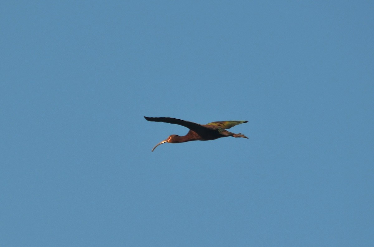 White-faced Ibis - ML338954911