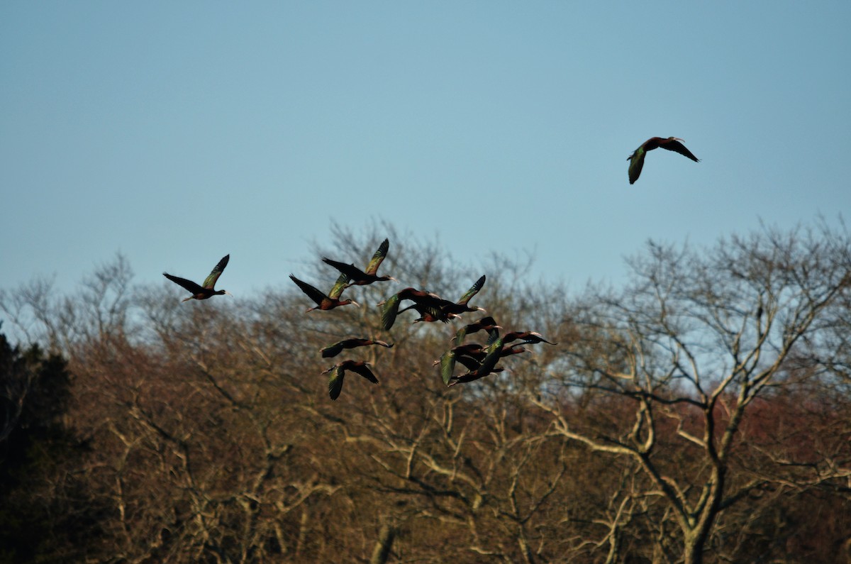 Glossy Ibis - ML338955221