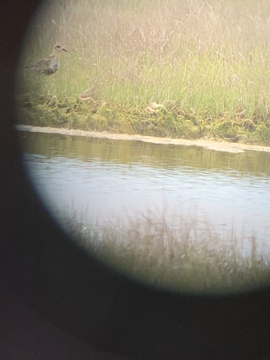 Piviere orientale - ML338955351