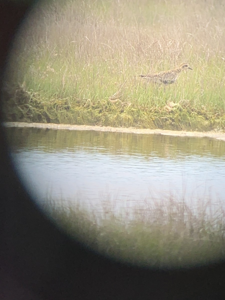 Pacific Golden-Plover - ML338955371