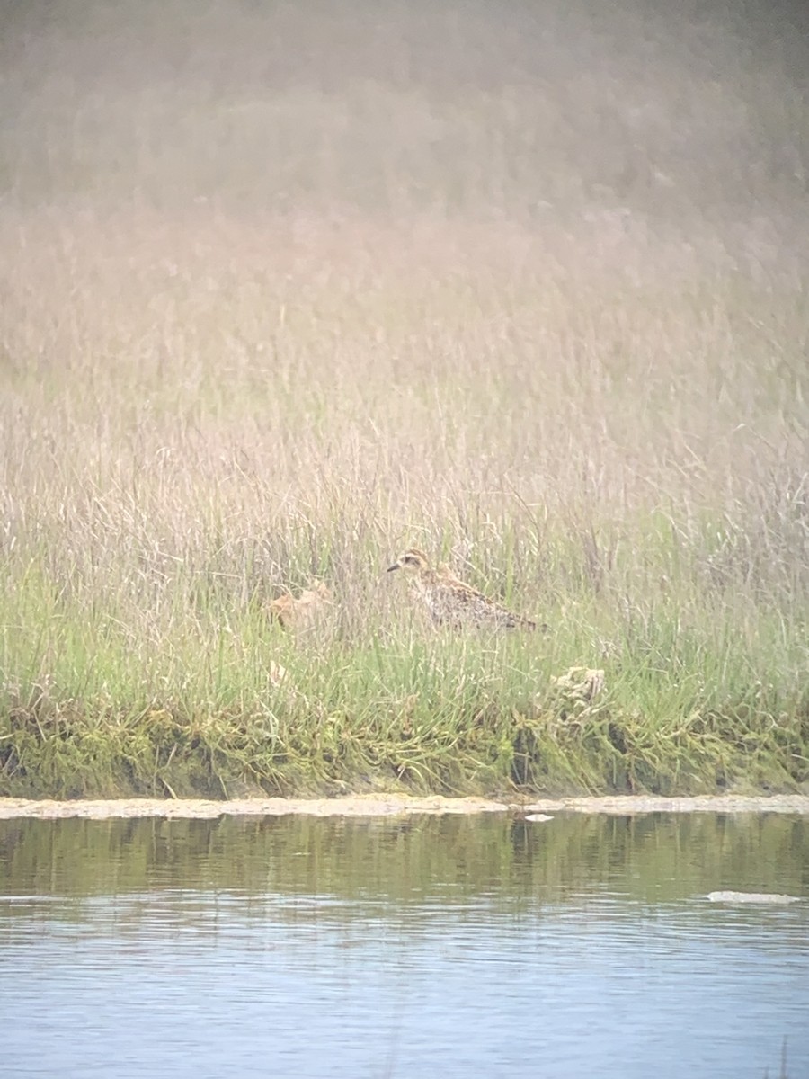 Piviere orientale - ML338955421