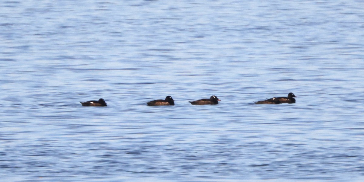 White-winged Scoter - ML338957751