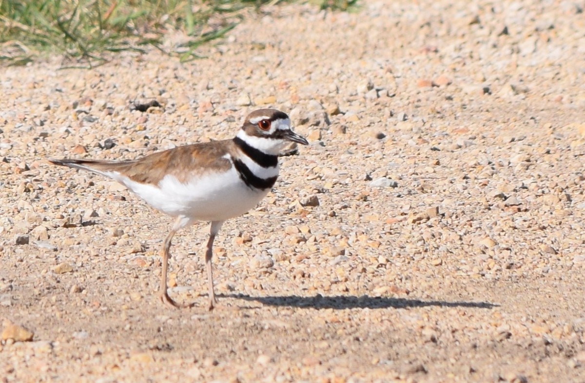 Killdeer - Gregory Bryan