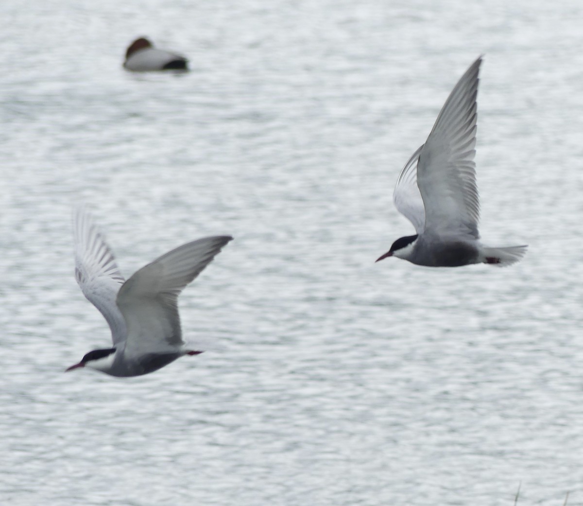 Whiskered Tern - ML338959561