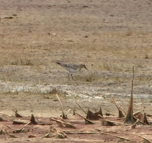 Baird's Sandpiper - ML33896051