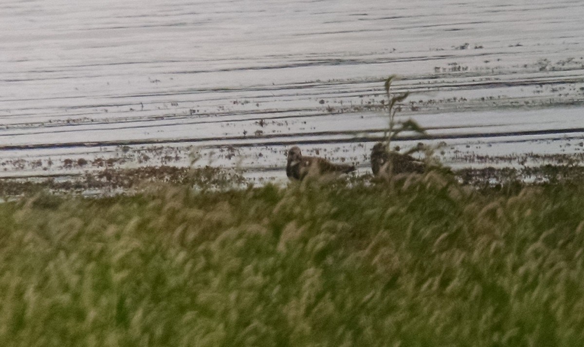 Ruddy Turnstone - ML33896061